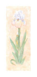 Iris Soliloquy II Art by Nancy Kaestner