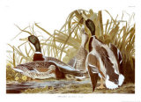 Mallard Duck Art by John James Audubon