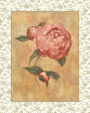 Antique Peony II Posters by Linda Hanly