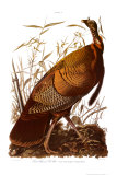 Pavo salvaje Láminas por John James Audubon Pavo salvaje Láminas por John James Audubon