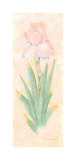 Iris Soliloquy I Posters by Nancy Kaestner
