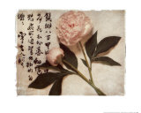 Oriental Peony Art by Julie Nightingale