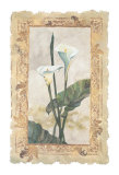 Calla Lily Posters by George Caso Calla Lily Posters by George Caso