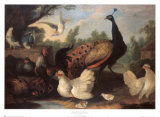Poules dans une basse-cour Posters par Melchior d'Hondecoeter