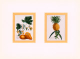 Planche botanique de fruits Poster