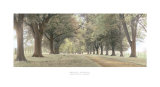 Avenue bordée d'arbres Affiche par Michael Hudson