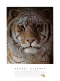 Retrato de tigre Láminas por Robert Bateman
