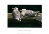 Gulls Resting Poster by Robert Bateman
