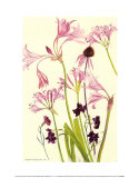 Crinum Nerine and Autumn Flowers Poster av Elizabeth Blackadder Crinum Nerine and Autumn Flowers Poster av Elizabeth Blackadder