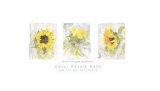 Sunflowers Prints by Matyia Ross