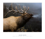 L'appel de l'automne (wapiti) Affiche par Daniel Smith