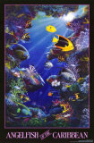 Angelfish of the Caribbean Posters