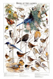 Birds of the Garden Winter II Poster