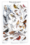 Oiseaux des jardins en hiver I Affiches