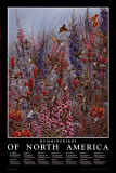 North American Hummingbirds Arte