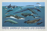Baleines et dauphins d'Amérique du Nord Affiches