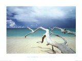 Driftwood, Antigua Posters by Ian Cumming