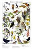 Birds of the Garden Summer Art