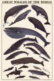 Great Whales of the World Poster
