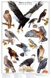 Oiseaux de proie I Affiches