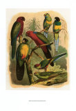 Tropical Birds II Prints by Cassel