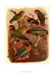 Tropical Birds IV Posters by Cassel