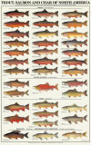 Trout, Salmon & Char of North America I Poster