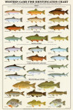 Western Gamefish Identification Chart Poster