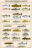 Poissons des Grands lacs pour pêche sportive Posters