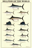 Les poissons à rostre Posters