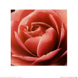 Rosa rosada Lámina por Rosemary Calvert