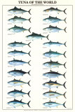 Tuna of the World Obrazy Tuna of the World Obrazy