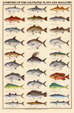 Game Fish of the Saltwater Flats and Shallows - Art Print Game Fish of the Saltwater Flats and Shallows - Art Print