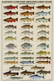 Eastern Gamefish Identification Chart Obrazy Eastern Gamefish Identification Chart Obrazy