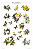 Machaons des Etats-Unis et du Canada Affiches