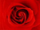 La Rose Poster par Tony Stromberg