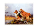 Collies in a Highland Landscape Plakater av Wright Barker