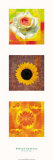 Blumenphantasie Kunstdrucke