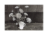 Queen Anne's Lace Posters by Lilo Raymond