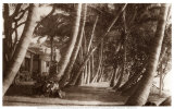 Coconut Lane, Waikiki, Hawaii, 1916 Poster