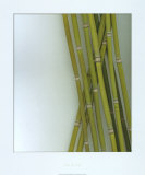 Bamboo Print Bamboo Print