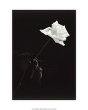 Rose Posters by Pike 