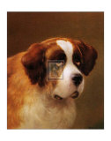 A Head Of A St. Bernard Pósters por P. Magee A Head Of A St. Bernard Pósters por P. Magee