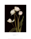 Spring Song II Posters by S. G. Rose