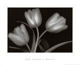 Tulipanes Pósters por Jan Schou