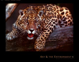 Jaguar Print by Gerry Ellis