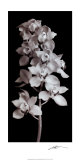 Orchid Posters by Angelos Zimaras Orchid Posters by Angelos Zimaras