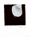 Calla Lily Kunstdrucke von Angelos Zimaras