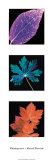 Photograms Posters by Hazel Barrett