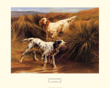 Setters ingleses en tierra pantanosa Póster por Thomas Blinks Setters ingleses en tierra pantanosa Póster por Thomas Blinks